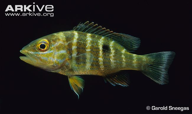 Lutjanus analis (Cuvier, 1828)